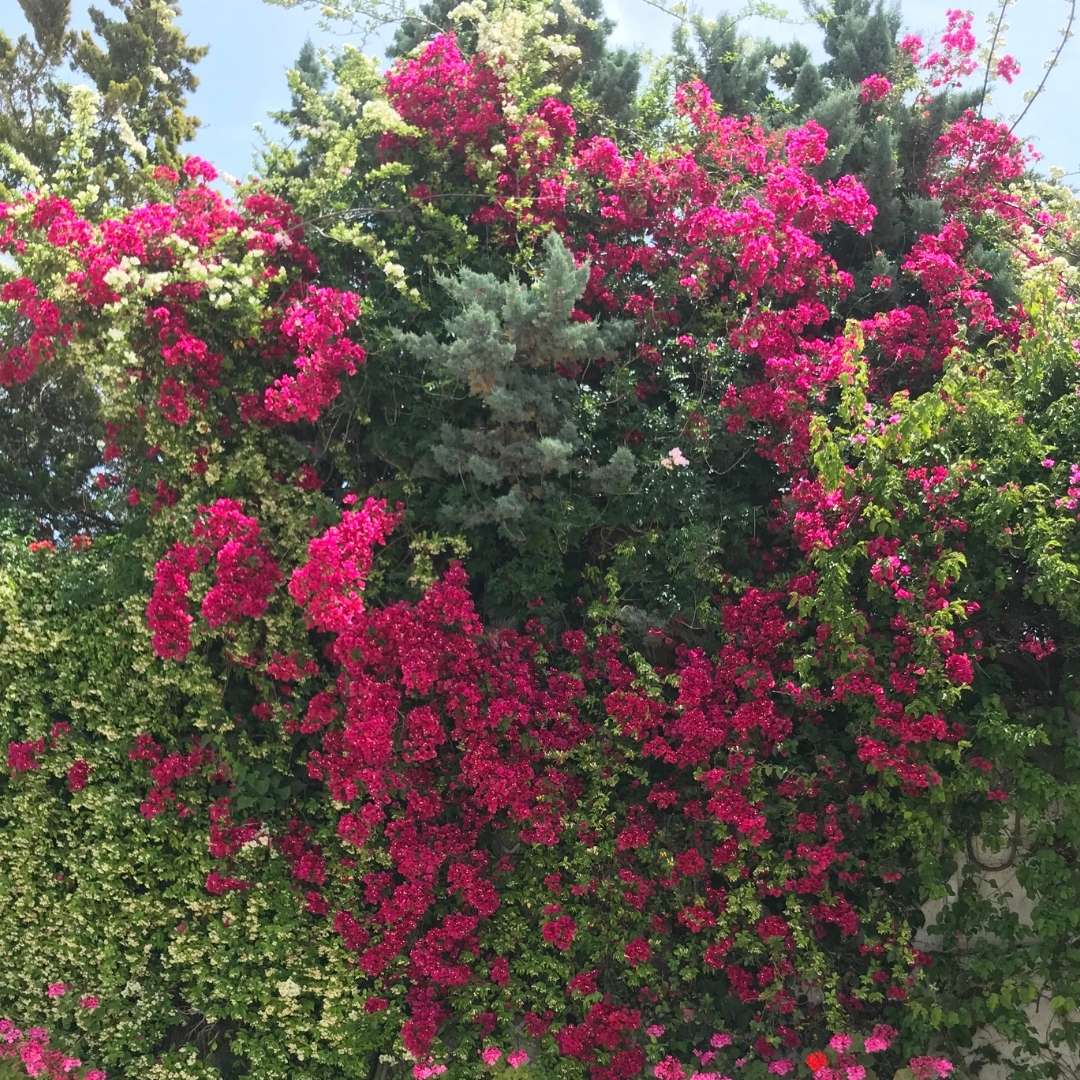 Yayaki Hotel Spetses (3)